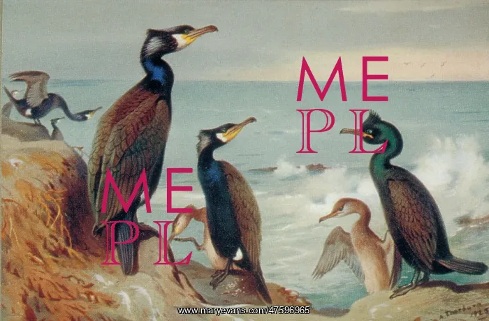 : Phalacrocorax carbo, great cormorant, Phalacrocorax aristote : Phalacrocorax carbo, great cormorant, Phalacrocorax aristote