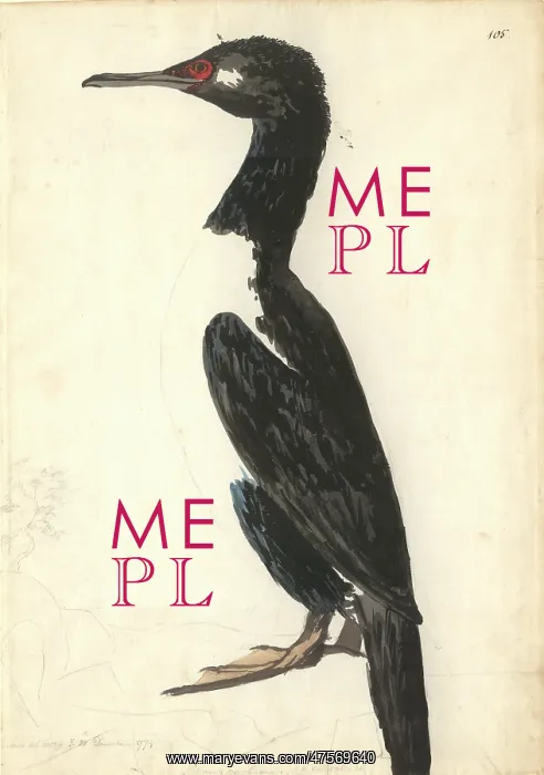 : Phalacrocorax magellanicus, rock shag : Phalacrocorax magellanicus, rock shag