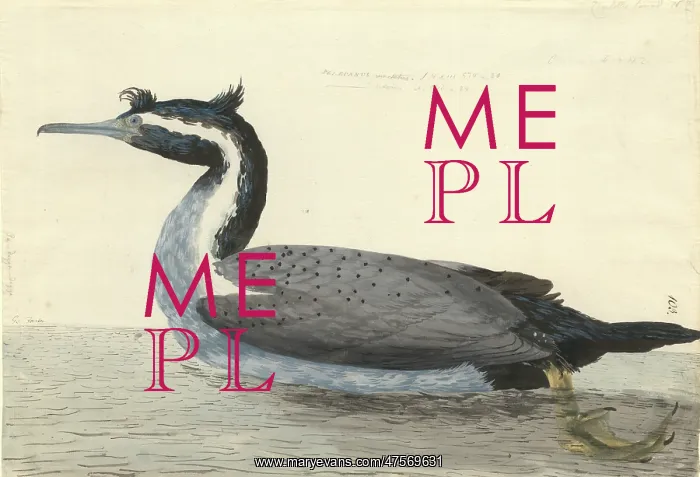 : Phalacrocorax punctatus, spotted shag : Phalacrocorax punctatus, spotted shag