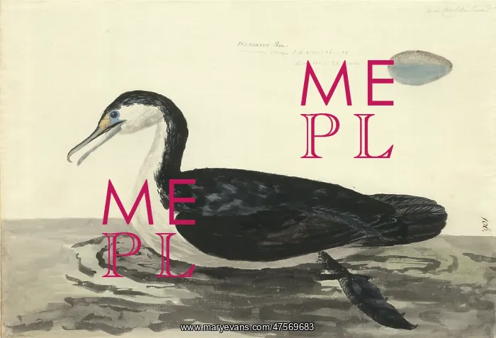 : Phalacrocorax varius, pied cormorant : Phalacrocorax varius, pied cormorant