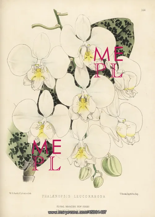 : Phalaenopsis E' leucorrhoda orchid : Phalaenopsis E' leucorrhoda orchid