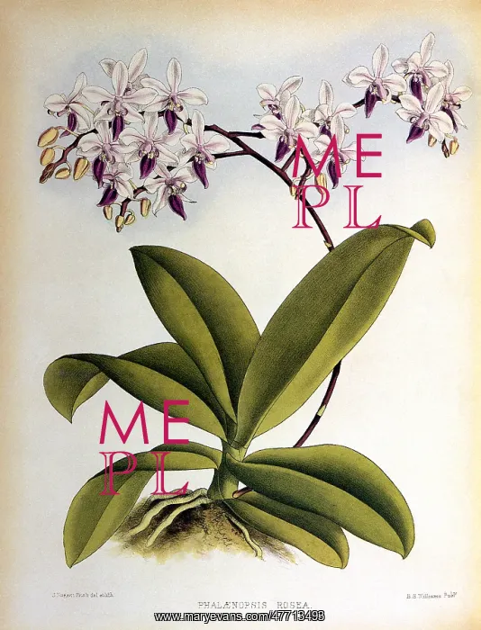  : Phalaenopsis Rosea