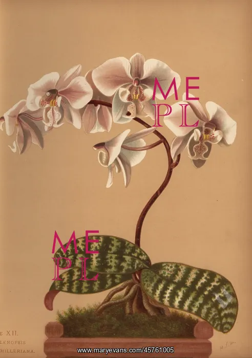 : Phalaenopsis schilleriana orchid : Phalaenopsis schilleriana orchid