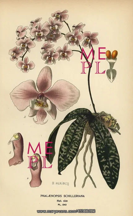 : Phalaenopsis schilleriana orchid : Phalaenopsis schilleriana orchid