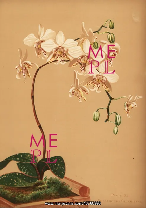 : Phalaenopsis stuartiana orchid : Phalaenopsis stuartiana orchid