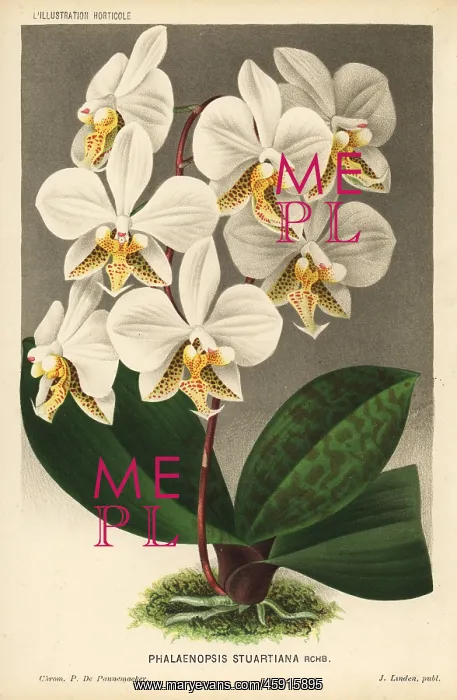 : Phalaenopsis stuartiana orchid : Phalaenopsis stuartiana orchid