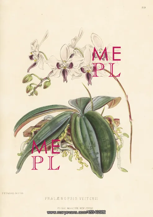 : Phalaenopsis veitchii orchid : Phalaenopsis veitchii orchid