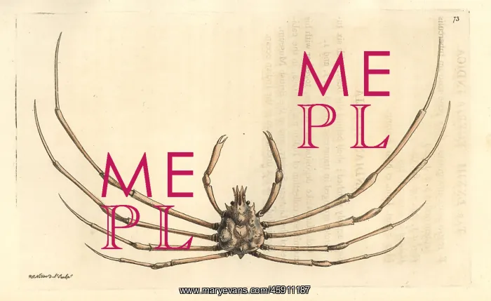 : Phalangipus indicus crab : Phalangipus indicus crab