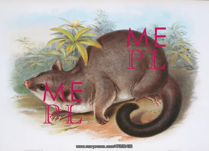 : Phalangista rulpin, possum : Phalangista rulpin, possum