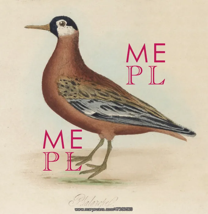  : PHALAROPE BIRD