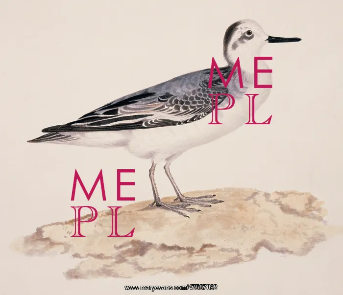 : Phalaropus fulicarius, grey phalarope : Phalaropus fulicarius, grey phalarope