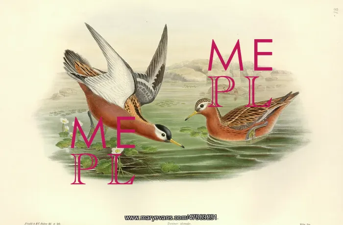 : Phalaropus fulicarius, grey phalarope : Phalaropus fulicarius, grey phalarope