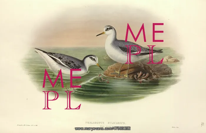 : Phalaropus fulicarius, grey phalarope : Phalaropus fulicarius, grey phalarope