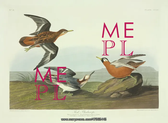 : Phalaropus fulicarius, red phalarope : Phalaropus fulicarius, red phalarope
