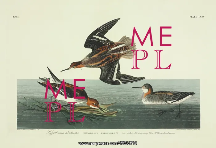 : Phalaropus lobatus, red-necked phalarope : Phalaropus lobatus, red-necked phalarope