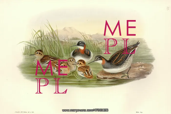 : Phalaropus lobatus, red-necked phalarope : Phalaropus lobatus, red-necked phalarope