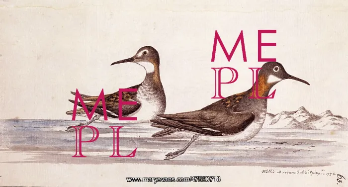 : Phalaropus lobatus, red-necked phalarope : Phalaropus lobatus, red-necked phalarope