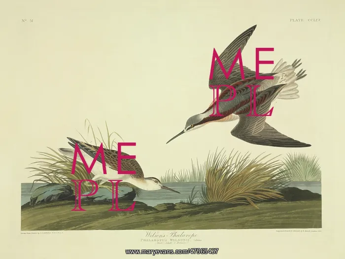: Phalaropus tricolor, Wilson's phalarope : Phalaropus tricolor, Wilson's phalarope