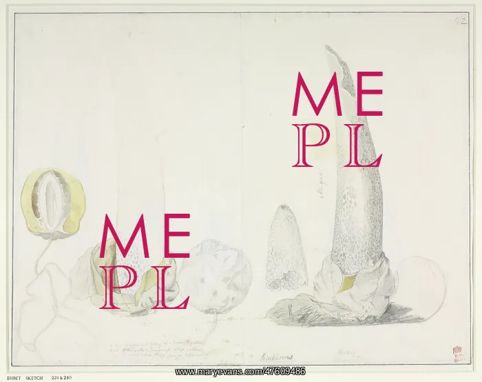 : Phallus impudicus, George Dionysus Ehret : Phallus impudicus, George Dionysus Ehret