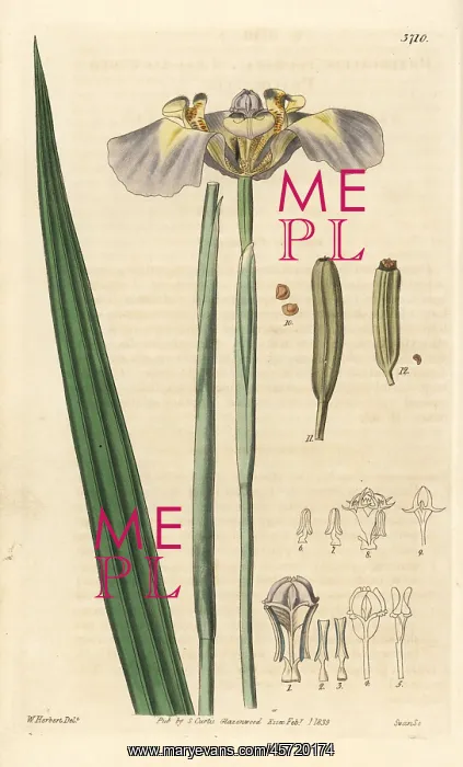 : Phalocallis coelestis : Phalocallis coelestis