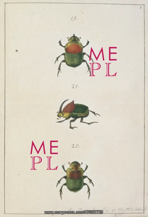 : Phanaeus vindex (Macleay), dung beetle : Phanaeus vindex (Macleay), dung beetle