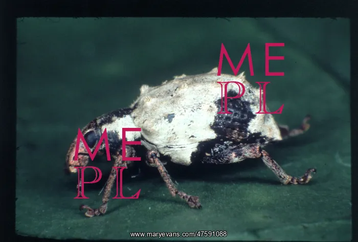 : Phaodropus candidus, South American weevil : Phaodropus candidus, South American weevil