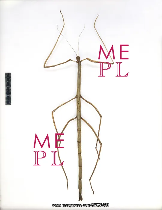 : Pharnacia kirbyi, stick insect : Pharnacia kirbyi, stick insect