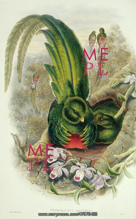: Pharomacrus mocinno, resplendent quetzal : Pharomacrus mocinno, resplendent quetzal