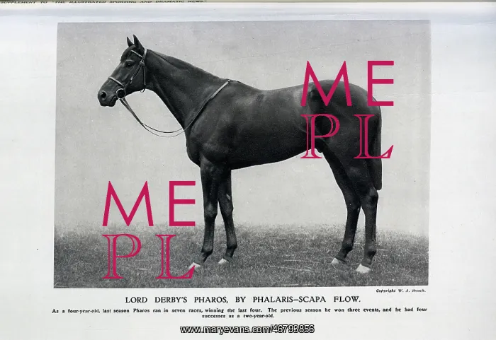 : Pharos, the Racehorse : Pharos, the Racehorse