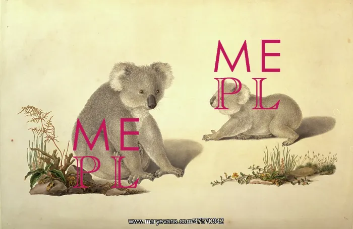 : Phascolarctos cinereus, koala : Phascolarctos cinereus, koala