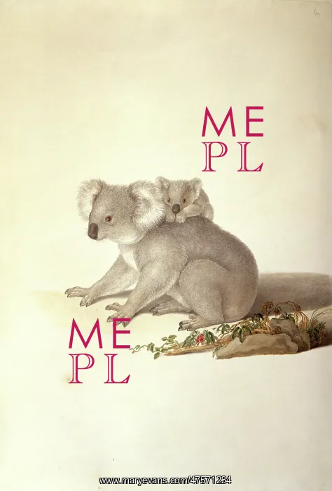 : Phascolarctos cinereus, koala : Phascolarctos cinereus, koala