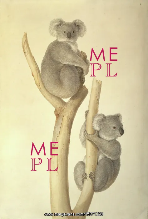 : Phascolarctos cinereus, koala : Phascolarctos cinereus, koala
