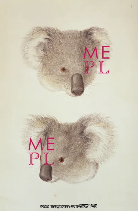 : Phascolarctos cinereus, koala : Phascolarctos cinereus, koala