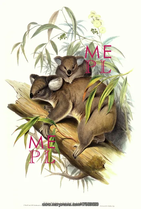 : Phascolarctos cinereus, koala : Phascolarctos cinereus, koala