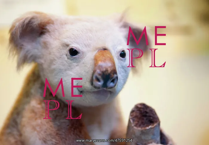 : Phascolarctos cinereus, koala : Phascolarctos cinereus, koala