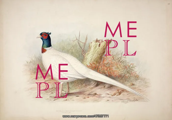 : Phasianus colchicus, common pheasant : Phasianus colchicus, common pheasant