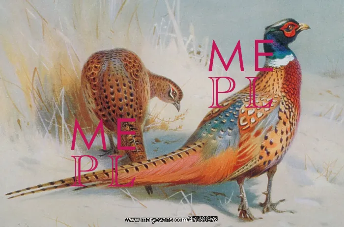 : Phasianus colchicus, common pheasant : Phasianus colchicus, common pheasant
