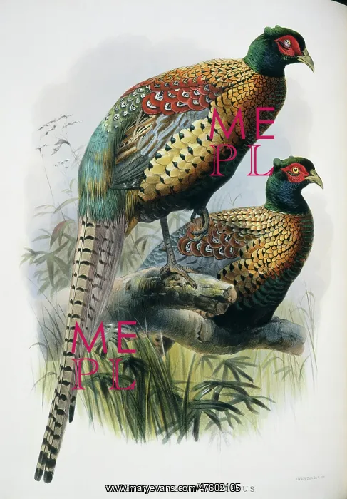 : Phasianus colchicus decollatus, common (Chinese ringless) ph : Phasianus colchicus decollatus, common (Chinese ringless) ph