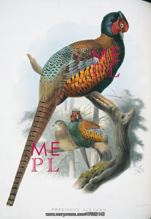  : Phasianus colchicus elegans, common pheasant