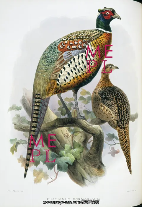 : Phasianus colchicus formosanus, common (Formosan) pheasant : Phasianus colchicus formosanus, common (Formosan) pheasant