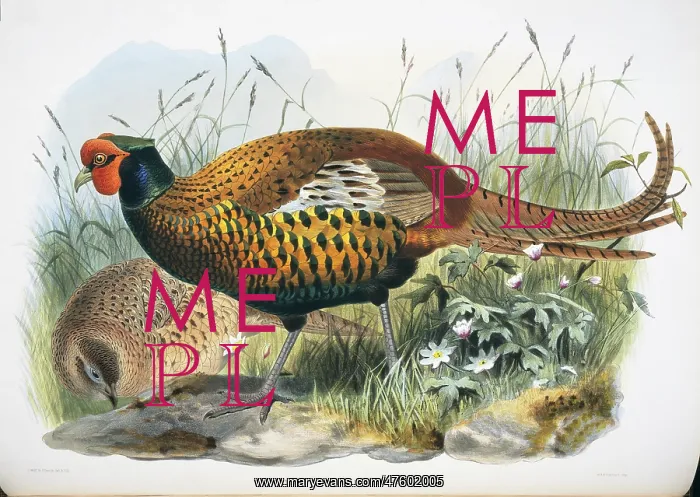 : Phasianus colchicus sahwii, common (Yarkand) pheasant : Phasianus colchicus sahwii, common (Yarkand) pheasant