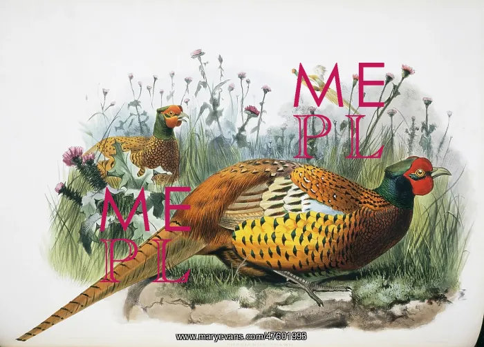 : Phasianus colchicus shawii, common pheasant : Phasianus colchicus shawii, common pheasant