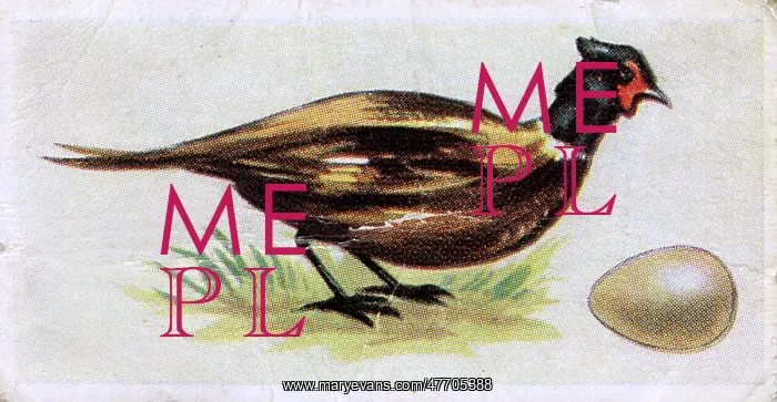 : Pheasant