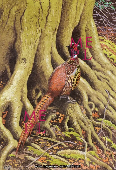 : Pheasant. A Pheasant perched on the roots of a large tree : Pheasant. A Pheasant perched on the roots of a large tree