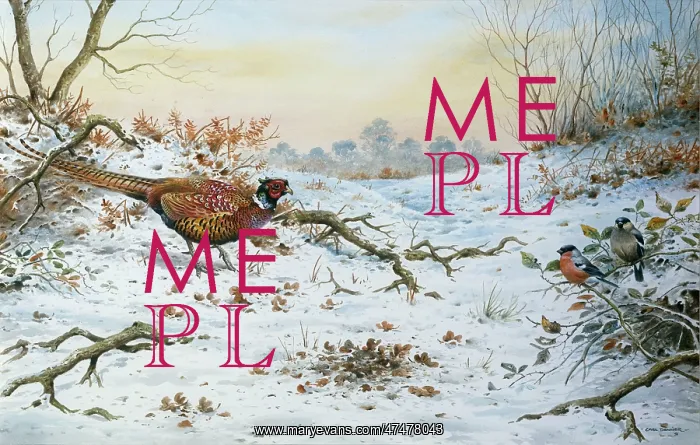 : Pheasant and Bullfinches in Snow : Pheasant and Bullfinches in Snow