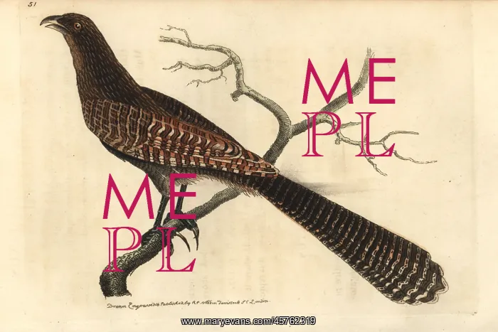 : Pheasant coucal, Centropus phasianinus : Pheasant coucal, Centropus phasianinus
