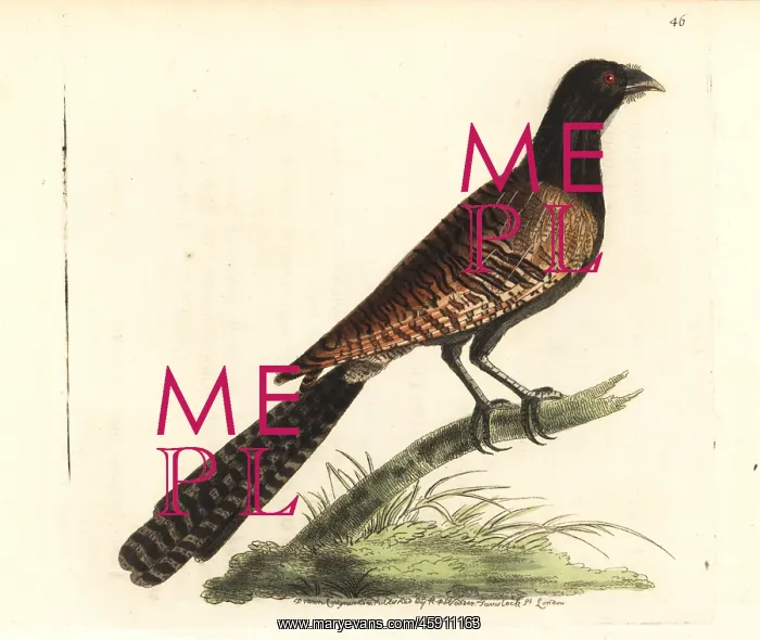 : Pheasant coucal, Centropus phasianinus : Pheasant coucal, Centropus phasianinus