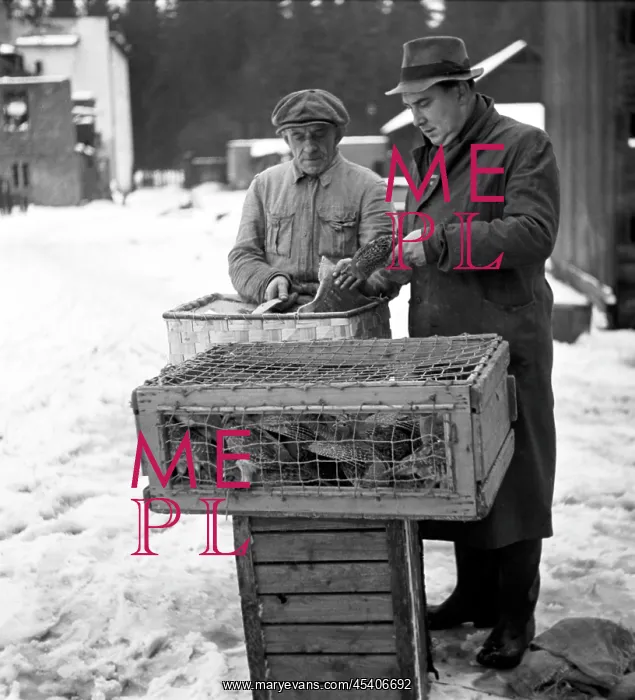 : Pheasant export : Pheasant export