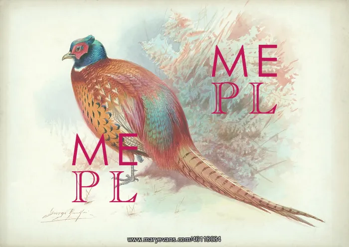  : Pheasant (male)