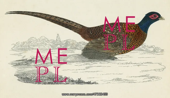  : PHEASANT (MORRIS)